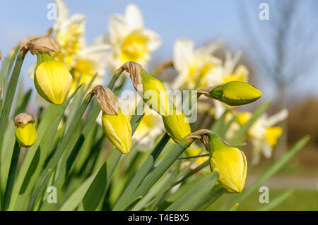 Fresh yellow daffodil buds (narcissus) are starting to flower against a blue sky on a sunny day in spring. Stock Photo