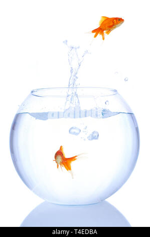 goldfishes jumping in and out of the bowl Stock Photo