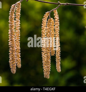 A macro shot of some corkscrew hazel tree catkins. Stock Photo