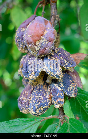 Diseased plums on tree with brown rot. Stock Photo