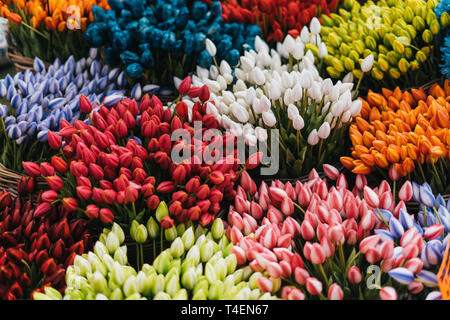 Multi colored tulps in amsterdam flower shop Stock Photo