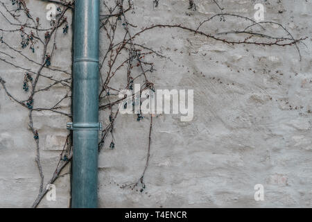 Polished drainpipe on gray plastered wall and branches Stock Photo