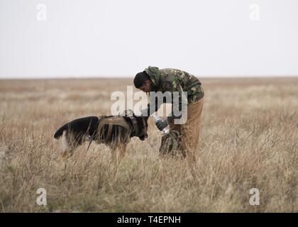 U.S. Air Force Staff Sgt. Antonio Padilla, 366th Security Forces Squadron military working dog trainer, gives Alf, 366th SFS military working dog, a water break while acting as opposition forces to hunt down “crashed” pilots during a combat search and rescue exercise April 2, 2019 at Saylor Creek Range near Mountain Home Air Force Base, Idaho. This is one aspect of the Gunfighter Flag exercise that tests the abilities of pilots to stay hidden until rescue arrives while military working dog trainers and their dogs hone their tracking ability in an expansive environment. Stock Photo