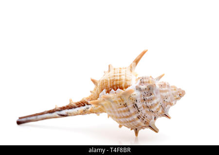 closeup of spiny seashell isolated on white background Stock Photo