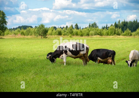 Cows eat grass on the field on a summer day Stock Photo