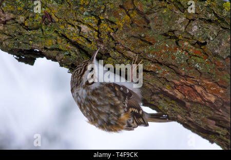 Eurasian treecreeper looking for food on a tree bark Stock Photo
