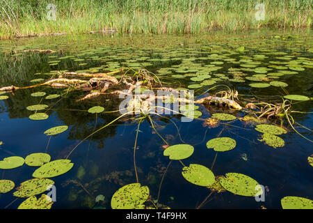Water lily roots surface. Water lily flower. Tree root pattern. Tree roots. Lotus blossom. Herbal plant. Stock Photo