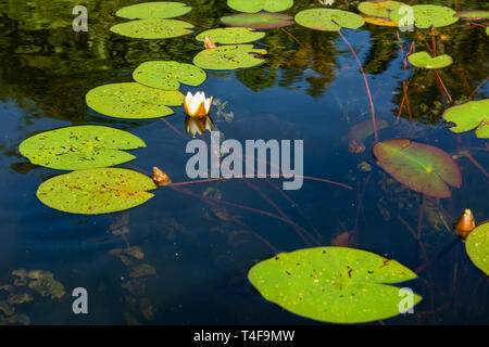 Water lily roots surface. Water lily flower. Tree root pattern. Tree ...