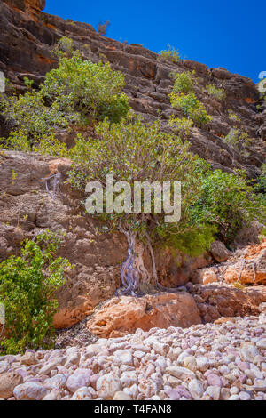 Trees growing at cliff of Mandu Mandu Gorge during dry season at Cape Range National Park Australia Stock Photo