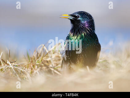 Common Starling posing in spring grass close shot Stock Photo