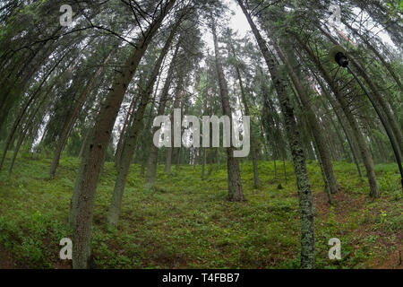 Bottom view of pines growing on a hill Stock Photo