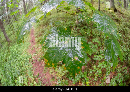 Wet maple leaf on a tree in the forest on a rainy day Stock Photo