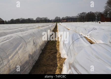 Asparagus field in spring protected with plastic foil against frost - Roermond, Netherlands