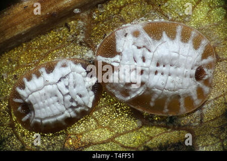 Microscope image of whitefly, Aleurochiton aceris, final larval instars or pupae wintering on a maple leaf Stock Photo