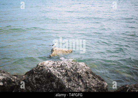 seagull sits on a stone against the sea. Natural scenery. Wild bird.Single white seagull bird sitting on big stone on sea Stock Photo