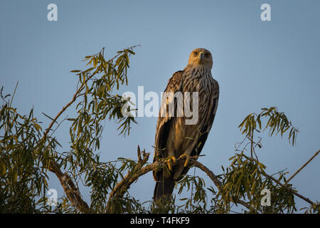 An aggressive eastern imperial eagle or aquila heliaca with wings open at jorbeer conservation reserve, bikaner, rajasthan, india Stock Photo