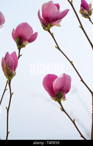 flowers of pink magnolia Stock Photo
