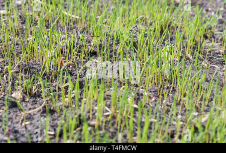 Lawn germinates after sowing Stock Photo