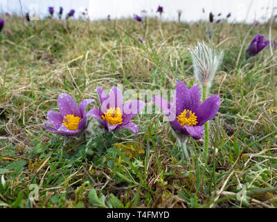 Pasque flower pulsatilla vulgaris growing on the chiltern hills Bucks Stock Photo
