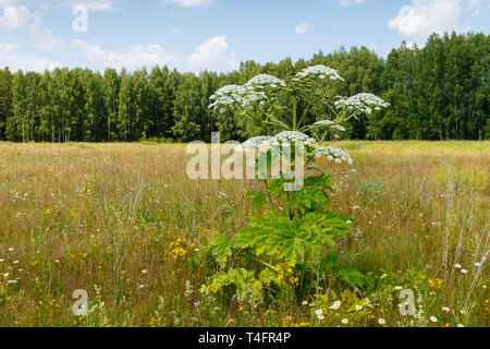 Cow parsnip blooms in summer in a meadow, Heracleum Sosnowskyi Stock Photo