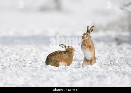 Brown Hare / European Hares / Feldhasen ( Lepus europaeus ) in winter, two hares playing, fighting in snow, wildlife, Europe. Stock Photo