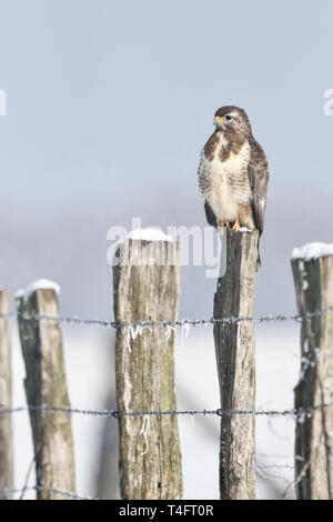 Common Buzzard / Maeusebussard ( Buteo buteo ) in cold winter, perched on a fence post, covered with snow, wildlife, Europe. Stock Photo