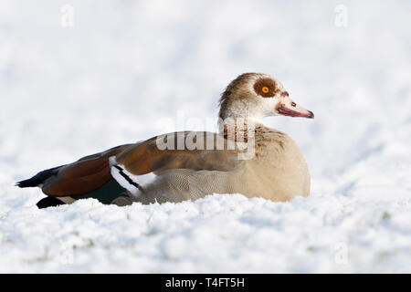 Egyptian Goose / Nilgans (Alopochen aegyptiacus) in winter, lying, resting on snow covered farmland, wildlife, Europe. Stock Photo