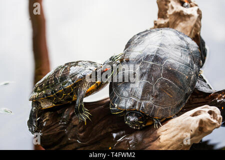 Two Red-eared slider turtle (Trachemys scripta elegans) Stock Photo