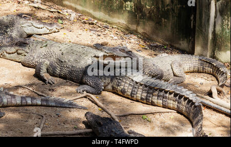 Crocodile Farm Zoo Stock Photo 570168481