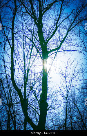 Linden trunk in the rays of the spring sun. Stock Photo