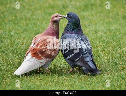 Two pigeons during a courtship ritual with their beaks touching Stock Photo