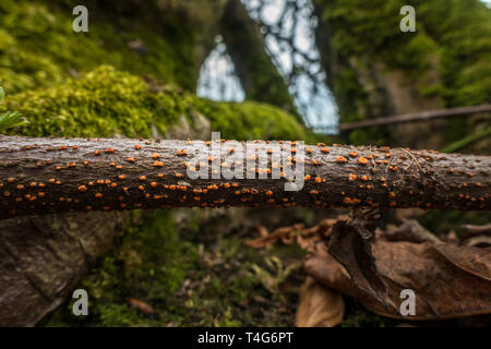 Coral spot fungus, Nectria cinnabarina, on a stick on the forest floor, UK Stock Photo