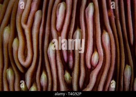 Detail of a mushroom coral, Fungia sp., growing on a reef in Indonesia. These corals do not fuse into the seafloor and are free-living. Stock Photo