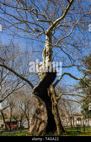 Plane tree cavity Stock Photo