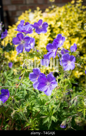 Hardy geranium Eureka Blue flowering in an English garden in June UK Stock Photo