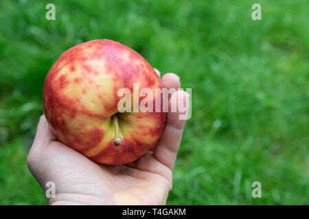 Large,ripe,colorful mottled apple in the hand of a man on a natural green background. Stock Photo