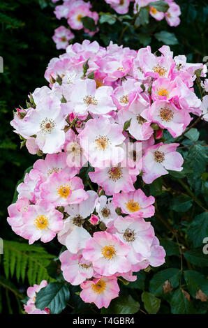 Pink Rosa Rosy Cushion flowering in an English garden in June Stock Photo