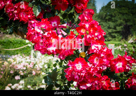 Red Rosa Dortmund growing up an arch in Rosemoor gardens in Devon England UK in June Stock Photo