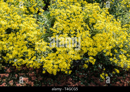 Brachyglottis greyi or Senecio greyii in flower in an English garden in June Stock Photo
