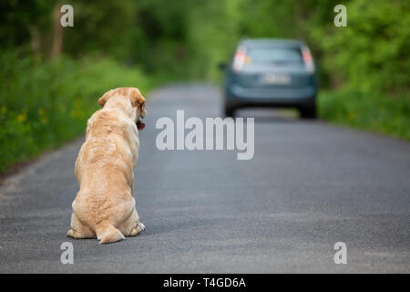 Homeless dog leave alone on streetside waiting for Animal Shelter Stock