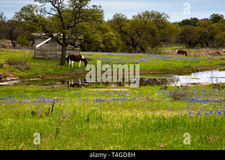 Horses in the Pasture Next to a Pond Stock Photo