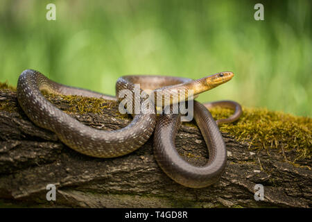 Wildlife photo of Aesculapian snake Zamenis longissimus Stock Photo