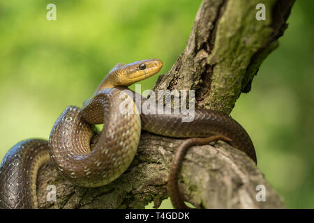 Aesculapian snake Zamenis longissimus in Czech Republic Stock Photo