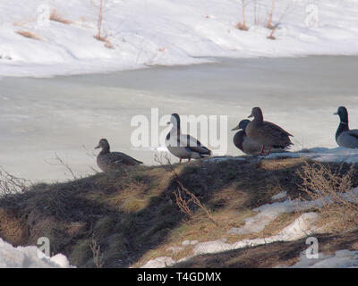A group of ducks sitting on a hill. Early spring, part of the snow has not melted. Animals. Stock Photo