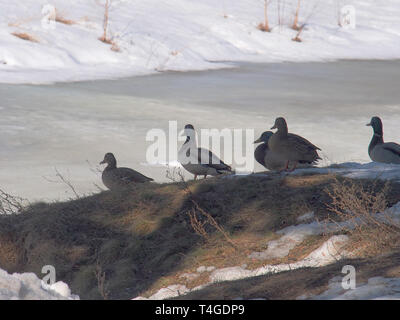 A group of ducks sitting on a hill. Early spring, part of the snow has not melted. Animals. Stock Photo