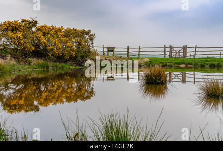 Gorse bushes reflected in downland dew pond Stock Photo