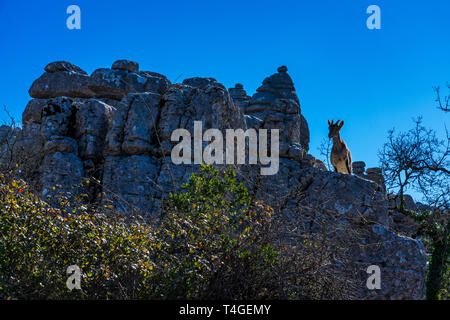 Spanish Ibex, Capra pyrenaica in Torcal de Antequera National Park, Spain Stock Photo