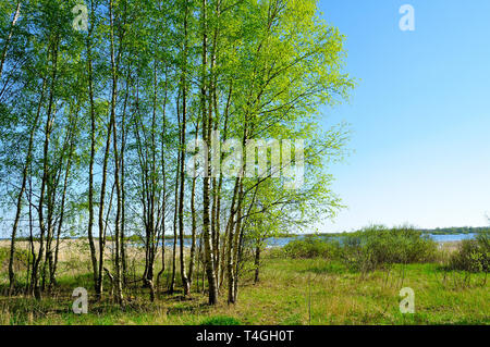 Spring colorful landscape - birch forest at the river side in spring nice sunny day. Spring rural landscape. Stock Photo