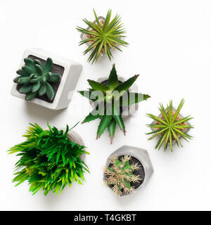 Mini artificial succulent plants in pots isolated on white Stock Photo