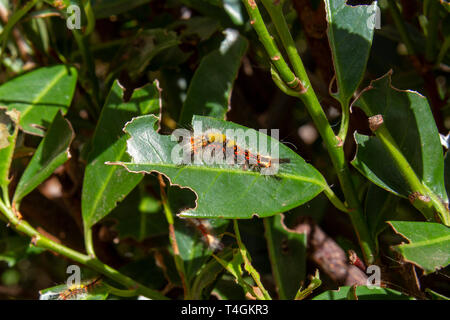 A rusty tussock moth or vapourer caterpillar in a bush in the England, UK. Stock Photo